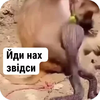 🐍 emoji Манкі Тт Telegram sticker 8 of 120