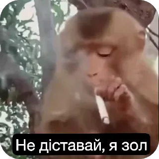 🚬 emoji Манкі Тт Telegram sticker 22 of 120