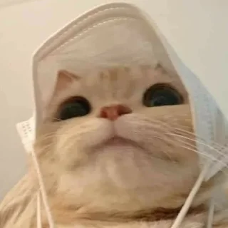 🙃 emoji котейки^^. Telegram sticker 16 of 23
