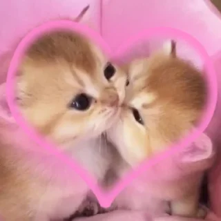 Sticker from котики