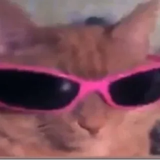 Sticker from котики