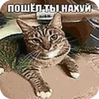 🐱 emoji Ёпаная жизнь Telegram sticker 11 of 54