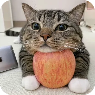 🐱 emoji Ёпаная жизнь Telegram sticker 23 of 54