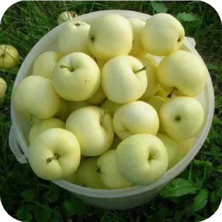 🍏 emoji Granny Smith /@lx_zyr Telegram sticker 24 of 24
