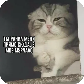 Sticker from Мемы и Коты