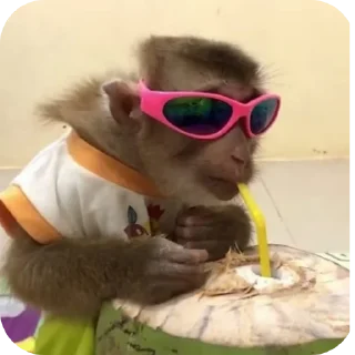 😎 emoji бибизяны-обезьяны Telegram sticker 11 of 19