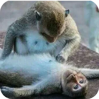 😞 emoji бибизяны-обезьяны Telegram sticker 8 of 19