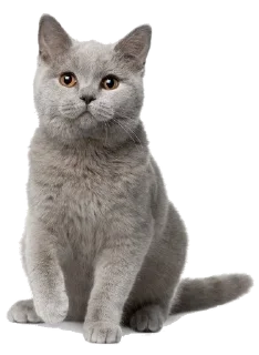 🌟 emoji говорилка мозгоебельной ⬛🟥⬜ pack by @QuotLyBot Telegram sticker 14 of 120