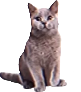 🐈‍⬛ emoji говорилка мозгоебельной ⬛🟥⬜ pack by @QuotLyBot Telegram sticker 10 of 120