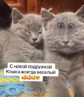 Sticker from Кошка не ждали ➡️ @Ctikerubot