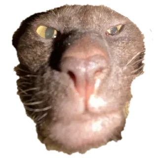 🥵 emoji Жопа Telegram sticker 23 of 29