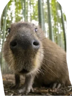 😶 emoji БОБРЫ Telegram sticker 20 of 30