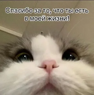🌟 emoji Солнышко Telegram sticker 9 of 22
