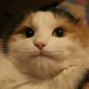 😐 emoji Забавные животные (@safthome) Telegram sticker 6 of 119