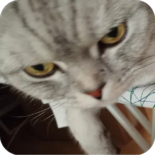 🐱 emoji Vincent 😇😇😇 Telegram sticker 16 of 46
