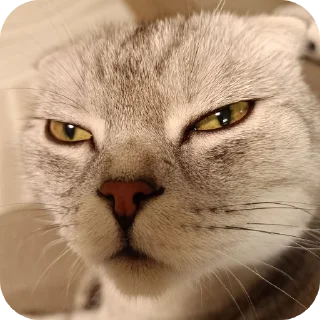 🐱 emoji Vincent 😇😇😇 Telegram sticker 7 of 46
