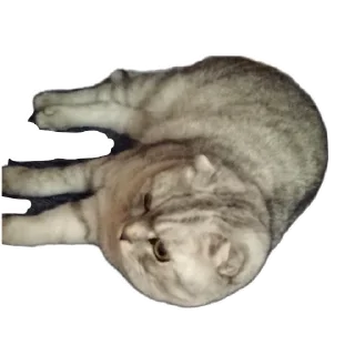🐱 emoji Vincent 😇😇😇 Telegram sticker 12 of 46