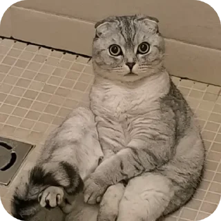 🐱 emoji Vincent 😇😇😇 Telegram sticker 9 of 46