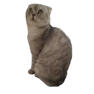 🐱 emoji Vincent 😇😇😇 Telegram sticker 15 of 46