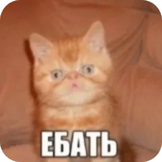 😨 emoji Котики и др Telegram sticker 17 of 69