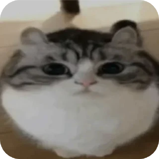 🐱 emoji Котики и др Telegram sticker 18 of 69