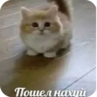 🐱 emoji Котики и др Telegram sticker 15 of 69