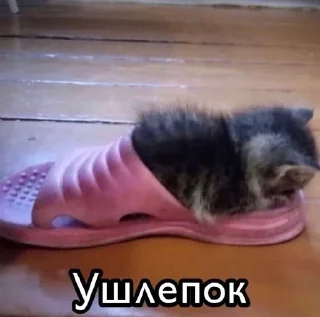 Sticker from shishkacvami