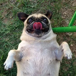 😛 emoji мопсики Telegram sticker 17 of 71
