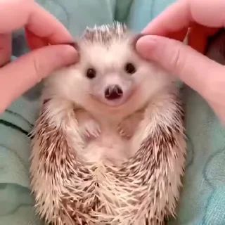 🦔 emoji Лучшие стикеры: @animstikers1 Telegram sticker 21 of 50