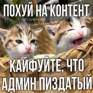 😎 emoji anasstasyushka ➡️ @Ctikerubot Telegram sticker 4 of 26