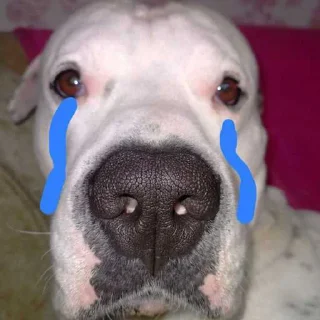😒 emoji питомец гнефа @gneeff ➡️ @Ctikerubot Telegram sticker 16 of 16