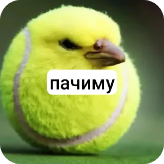 🐦 emoji птица ➡️ @Ctikerubot Telegram sticker 11 of 18