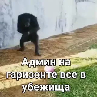 🐵 emoji Имба №5 Telegram sticker 24 of 60