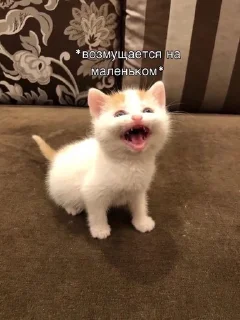 😠 emoji Впервые т34 видят Telegram sticker 11 of 120