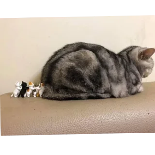 🐱 emoji На случай важных переговоров Telegram sticker 10 of 41