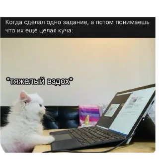 🐱 emoji На случай важных переговоров Telegram sticker 6 of 41