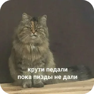 🐱 emoji На случай важных переговоров Telegram sticker 19 of 41