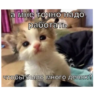 🐱 emoji На случай важных переговоров Telegram sticker 11 of 41