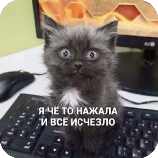 🐱 emoji На случай важных переговоров Telegram sticker 15 of 41