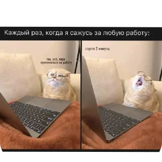 🐱 emoji На случай важных переговоров Telegram sticker 3 of 41