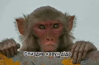 Sticker from Мавпы :Макасина