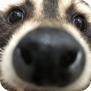 🐶 emoji Енотик 2 ➡️ @Ctikerubot Telegram sticker 8 of 58