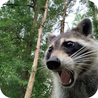 🌴 emoji Енотик 2 ➡️ @Ctikerubot Telegram sticker 6 of 58