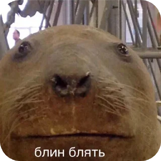 😧 emoji Владос босс Telegram sticker 4 of 63