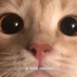 ❤️ emoji Стикеры👉 @stikeru7777 Telegram sticker 22 of 120