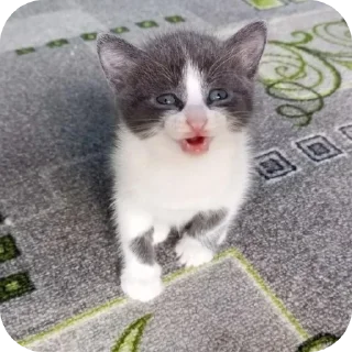 🐱 emoji Мягкие всратыши @meowkyit 2 Telegram sticker 11 of 30