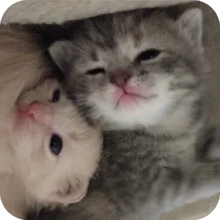 👍 emoji Мягкие всратыши @meowkyit 2 Telegram sticker 13 of 30