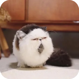 🐱 emoji Мягкие всратыши @meowkyit 2 Telegram sticker 10 of 30