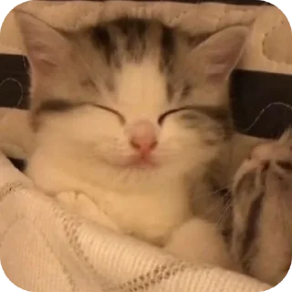 🐱 emoji Мягкие всратыши @meowkyit 2 Telegram sticker 2 of 30