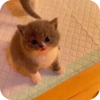 🐱 emoji Мягкие всратыши @meowkyit 2 Telegram sticker 1 of 30